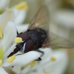 Musca sp. (genus) (Fly) at Red Hill to Yarralumla Creek - 16 Jan 2024 by LisaH