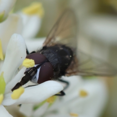 Musca sp. (genus) (Fly) at Deakin, ACT - 16 Jan 2024 by LisaH