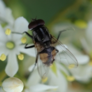 Musca sp. (genus) at Red Hill to Yarralumla Creek - 17 Jan 2024