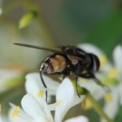 Musca sp. (genus) at Red Hill to Yarralumla Creek - 17 Jan 2024