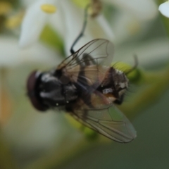 Musca sp. (genus) at Red Hill to Yarralumla Creek - 17 Jan 2024 10:45 AM