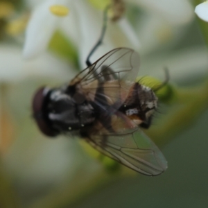 Musca sp. (genus) at Red Hill to Yarralumla Creek - 17 Jan 2024