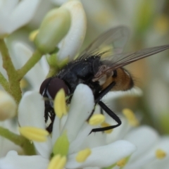 Musca sp. (genus) at Red Hill to Yarralumla Creek - 17 Jan 2024