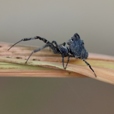 Philoponella congregabilis (Social house spider) at Hughes, ACT - 16 Jan 2024 by LisaH