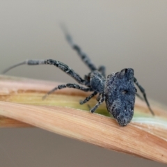 Philoponella congregabilis at Hughes, ACT - 17 Jan 2024