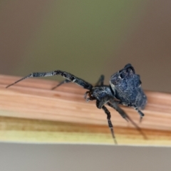 Philoponella congregabilis at Hughes, ACT - suppressed