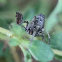 Philoponella congregabilis at Hughes, ACT - suppressed