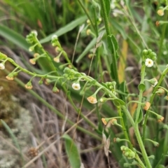 Hackelia suaveolens (Sweet Hounds Tongue) at Whitlam, ACT - 15 Jan 2024 by sangio7