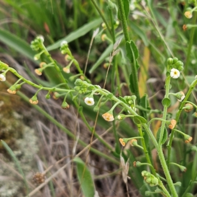 Hackelia suaveolens (Sweet Hounds Tongue) at Whitlam, ACT - 15 Jan 2024 by sangio7