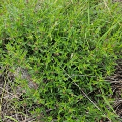 Opercularia hispida (Hairy Stinkweed) at The Pinnacle - 16 Jan 2024 by sangio7