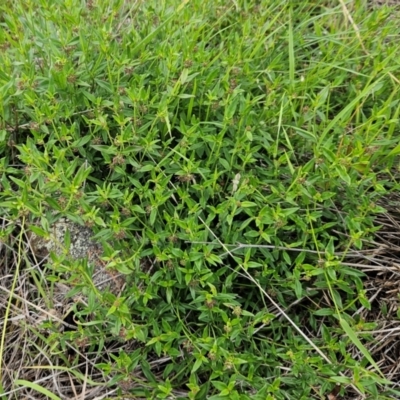 Opercularia hispida (Hairy Stinkweed) at The Pinnacle - 15 Jan 2024 by sangio7