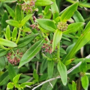 Opercularia hispida at The Pinnacle - 16 Jan 2024