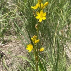 Bulbine bulbosa (Golden Lily, Bulbine Lily) at The Tops at Nurenmerenmong - 11 Jan 2024 by JaneR
