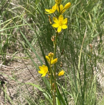 Bulbine bulbosa (Golden Lily, Bulbine Lily) at The Tops at Nurenmerenmong - 11 Jan 2024 by JaneR