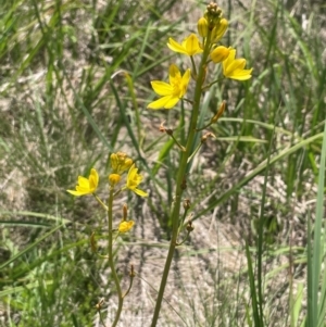 Bulbine bulbosa at The Tops at Nurenmerenmong - 11 Jan 2024 12:14 PM