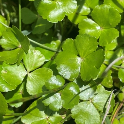 Hydrocotyle sp. at The Tops at Nurenmerenmong - 11 Jan 2024 by JaneR