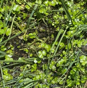 Hydrocotyle sp. at The Tops at Nurenmerenmong - 11 Jan 2024