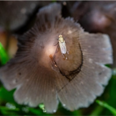 Unidentified Other true fly at Holt, ACT - 17 Jan 2024 by Margo