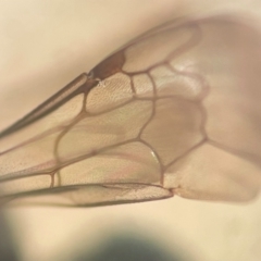 Lipotriches (Austronomia) phanerura at Sydney, NSW - 16 Jan 2024 11:47 AM
