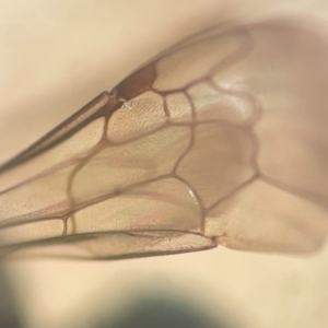 Lipotriches (Austronomia) phanerura at Sydney, NSW - 16 Jan 2024 11:47 AM