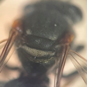 Lipotriches (Austronomia) phanerura at Sydney, NSW - 16 Jan 2024 11:47 AM