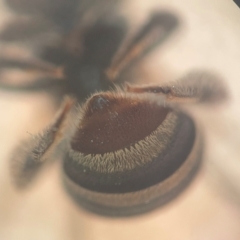 Lipotriches (Austronomia) phanerura at Sydney, NSW - 16 Jan 2024 11:47 AM