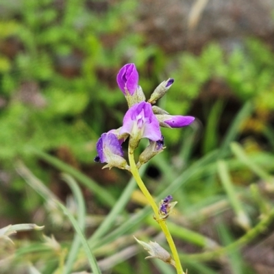 Glycine clandestina (Twining Glycine) at Whitlam, ACT - 15 Jan 2024 by sangio7