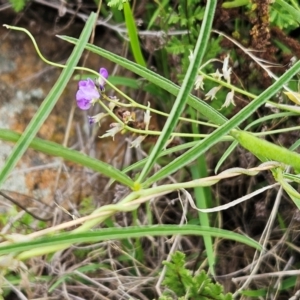 Glycine clandestina at The Pinnacle - 16 Jan 2024 08:35 AM