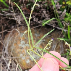 Glycine clandestina at The Pinnacle - 16 Jan 2024 08:35 AM