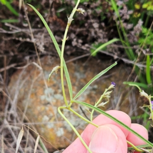 Glycine clandestina at The Pinnacle - 16 Jan 2024 08:35 AM