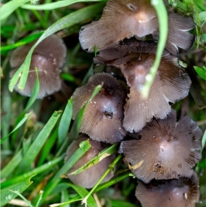 Coprinellus etc. at Holt, ACT - 17 Jan 2024