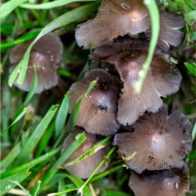 Coprinellus etc. (An Inkcap) at Holt, ACT - 17 Jan 2024 by Margo