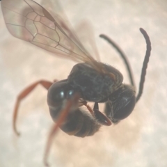 Lasioglossum (Chilalictus) bicingulatum (Halictid Bee) at Sydney, NSW - 16 Jan 2024 by FumblebeeFae