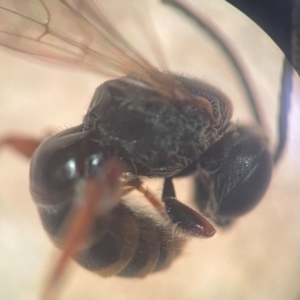 Lasioglossum (Chilalictus) bicingulatum at Sydney, NSW - 16 Jan 2024