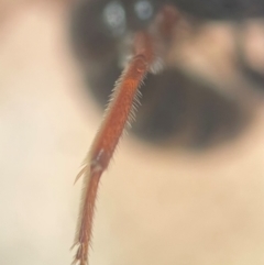Lasioglossum (Chilalictus) bicingulatum at Sydney, NSW - 16 Jan 2024