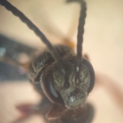 Lasioglossum (Chilalictus) bicingulatum at Sydney, NSW - 16 Jan 2024