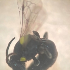 Hylaeus (Euprosopoides) rotundiceps (Hylaeine colletid bee) at Lidcombe, NSW - 16 Jan 2024 by FumblebeeFae
