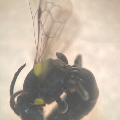Hylaeus (Euprosopoides) rotundiceps (Hylaeine colletid bee) at Lidcombe, NSW - 16 Jan 2024 by FumblebeeFae