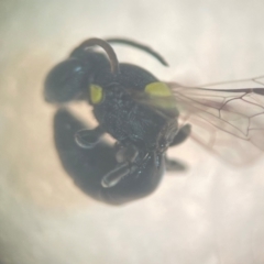 Hylaeus (Euprosopoides) rotundiceps at Lidcombe, NSW - 16 Jan 2024 12:33 PM