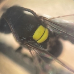 Hylaeus (Euprosopoides) rotundiceps at Lidcombe, NSW - 16 Jan 2024 12:33 PM