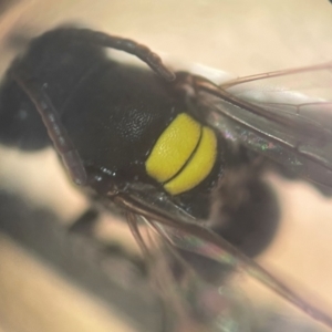 Hylaeus (Euprosopoides) rotundiceps at Lidcombe, NSW - 16 Jan 2024 12:33 PM