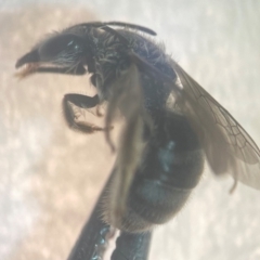 Lasioglossum (Chilalictus) sp. (genus & subgenus) (Halictid bee) at Macquarie University, NSW - 12 Jan 2024 by FumblebeeFae