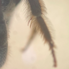 Lasioglossum (Chilalictus) sp. (genus & subgenus) at Macquarie University, NSW - 12 Jan 2024