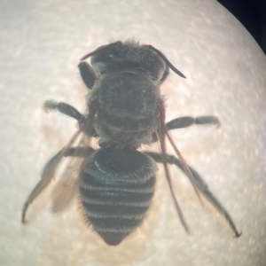 Megachile (Eutricharaea) serricauda at Sydney, NSW - 12 Jan 2024