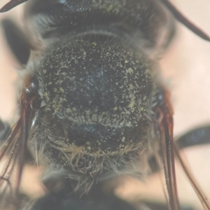 Megachile (Eutricharaea) serricauda at Sydney, NSW - 12 Jan 2024 11:48 AM