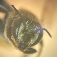 Megachile (Eutricharaea) serricauda at Sydney, NSW - 12 Jan 2024