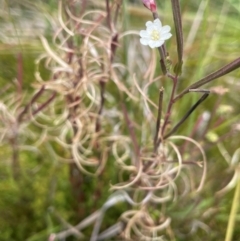 Epilobium sp. (A Willow Herb) at Nurenmerenmong, NSW - 11 Jan 2024 by JaneR