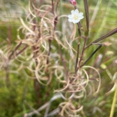 Epilobium sp. (A Willow Herb) at The Tops at Nurenmerenmong - 11 Jan 2024 by JaneR