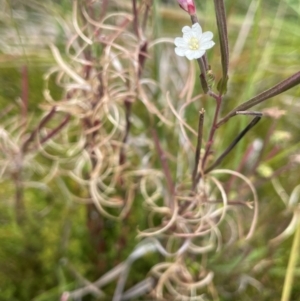 Epilobium sp. at The Tops at Nurenmerenmong - 11 Jan 2024