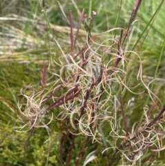 Epilobium sp. at The Tops at Nurenmerenmong - 11 Jan 2024